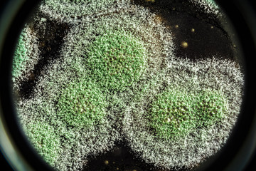 development of green mold on an organic basis, abstract background