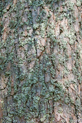 Bark of pine tree  with a moss
