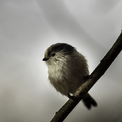 Naklejka premium Mésange du Grésivaudan - Chartreuse - Isère.