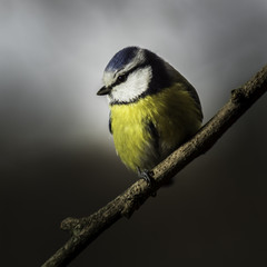 Mésange du Grésivaudan - Chartreuse - Isère.