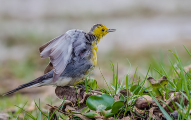 Citrine Wagtail
