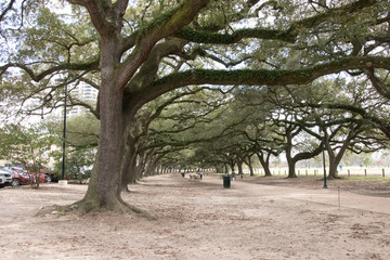 Trail of trees #hermannpark #houstontx