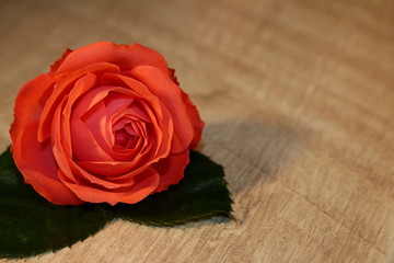красивая розовая роза которая лежит на деревянных досках      