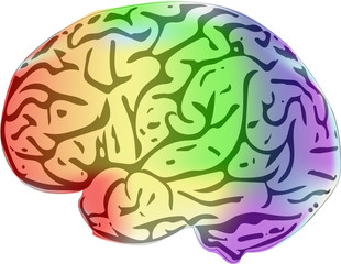 Multicolored human brain. Concept of mind, mental power, intelligence, memory, reason and understanding. Design element.