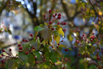 Red buds of decorative apple tree (Malus Niedzwetzkyana). City greening. Springtime.