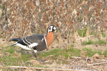 Red Breasted Goose (Branta ruficollis)