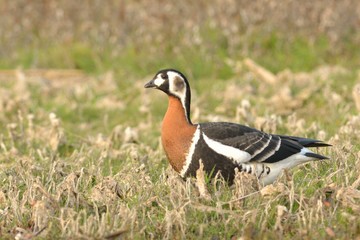 Red Breasted Goose (Branta ruficollis)