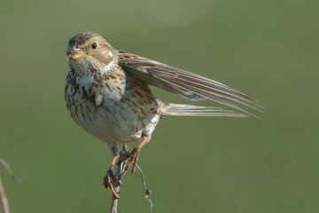 Corn bunting (Emberiza calandra)