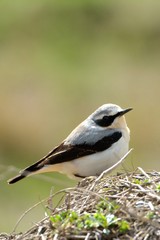 Northern wheatear (Oenanthe oenanthe)