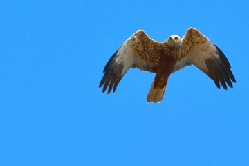 Marsh harrier (Circus aeruginosus)