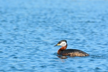 Red Necked Grebe on Water
