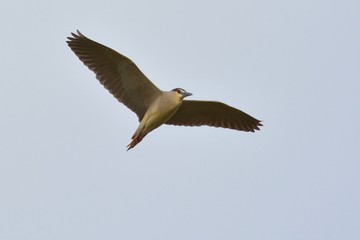 Black Crowned Night Heron (Nycticorax nycticorax)