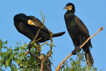 Great cormorant (Phalacrocorax carbo)