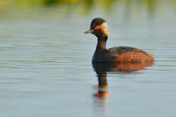 Black-necked grebe (Podiceps nigricollis)