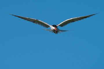 Common tern (Sterna hirundo)