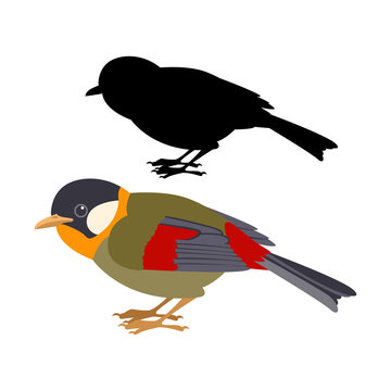 Gouldian Finch  vector illustration flat style  black