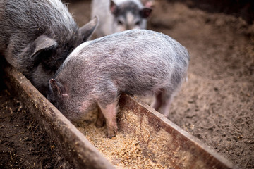 Small pigs eat from a wooden trough