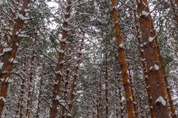 Pine trees in winter forest