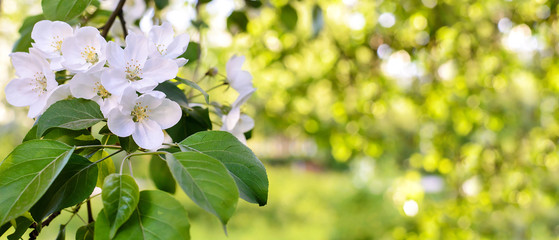 Spring background with apple blossom