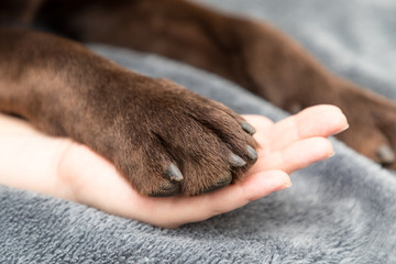 labrador paw with hand 
