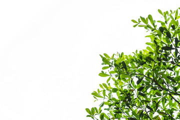 Obraz premium Green leaves isolated on white background