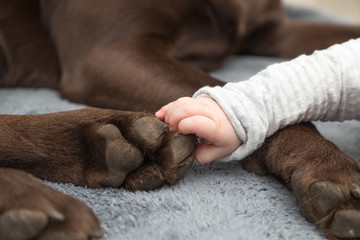 baby hand with labrador paw