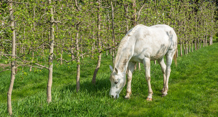 Naklejka na ściany i meble White Arabian Horse grazes in an orchard in the spring.