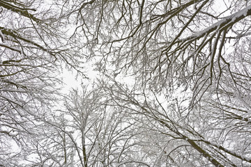 View from below on trees covered with snow.