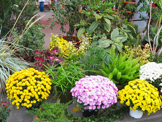 Colorful flowers in pots at the flower shop