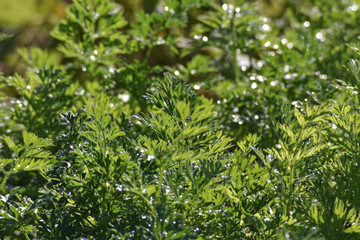Closeup of fresh parsley in the garden