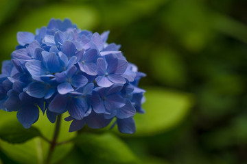 Fototapeta premium アジサイ