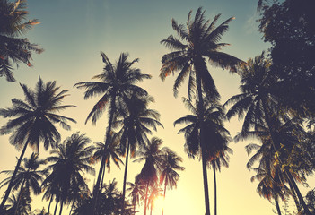 Obraz na płótnie Canvas Retro stylized toned picture of coconut palm trees silhouettes at sunset, vacation concept.