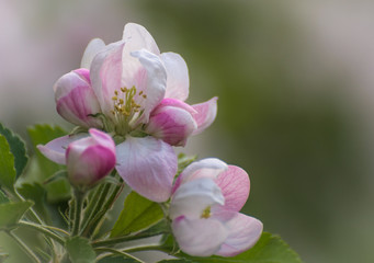 Spring flowers. Apple tree blossom with green leaves