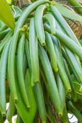 gousses verte de vanille Bourbon, île de la Réunion 