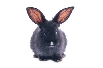 Black rabbit in front of white background