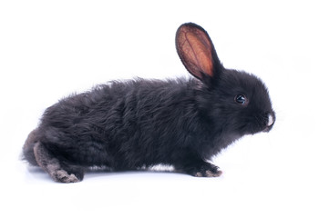 Black rabbit in front of white background