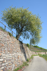 Fototapeta na wymiar Baum bei Rüdesheim