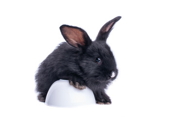 Black rabbit in front of white background