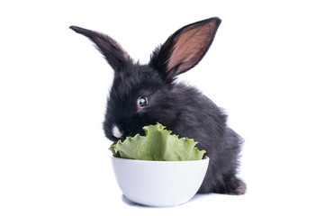 close-up of cute black rabbit eating green salad