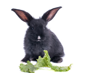 close-up of cute black rabbit eating green salad