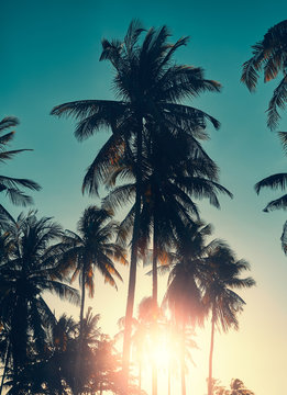 Retro stylized toned picture of coconut palm trees silhouettes at sunset, vacation concept..