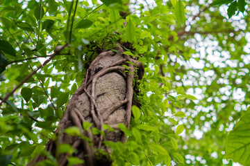 Looking up the trunk of a tropic rainforest tree