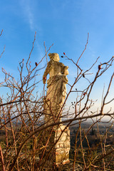 A vineyard called Friuli. Rosazzo at sunset.