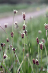Blühender Spitzwegerich am Wegesrand