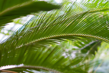 Obraz na płótnie Canvas palm leaves background