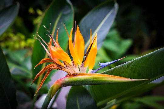 blooming Bird of Paradise flower (Strelitzia reginae)