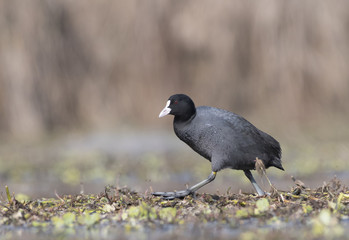 The Coot (Fulica)