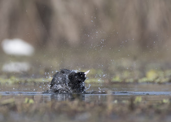 The Coot (Fulica)