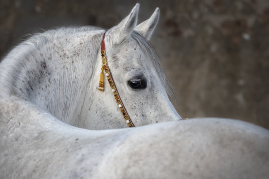 Gray arabian horse look back isolated on light background