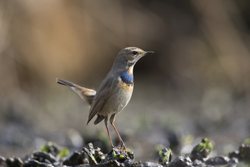 Beautiful Bluethroat bird